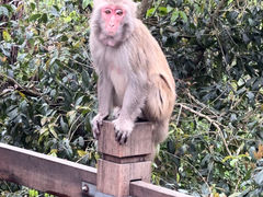 -千岛湖东南湖区