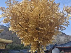 -千年银杏谷文化旅游区