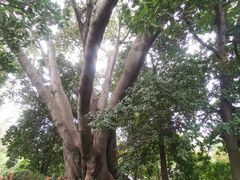 -墨尔本皇家植物园