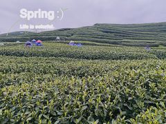 -龙坞茶村