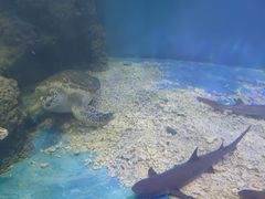 -上海长江河口科技馆
