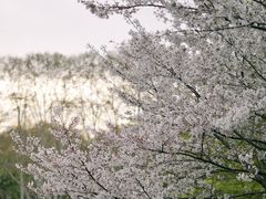 -武汉大学-樱园