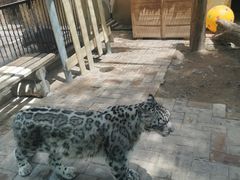 -青藏高原野生动物园