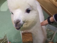 -藦茜花园宠物主题亲子互动体验馆(国顺东路店)