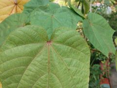-广州神农草堂中医药博物馆