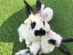 -萌宠亲子动物乐园(槐房万达店)