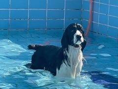 -趣玩宠物乐园寄养训犬训狗游泳池