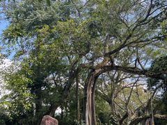 -瑞丽独树成林风景区