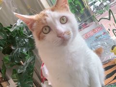 -平行世界·猫咖(首经贸店)
