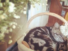 iphone_upload_pic-海边的猫和咖啡馆