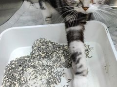 -安安宠医宠物医院·异宠·犬猫内科(岳阳分院)