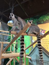 -Zoolung Zoolung动物主题公园(海信广场店)