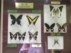 -上海昆虫博物馆