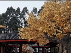 -广东圆玄道观