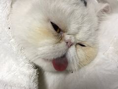 -瑞派·关忠动物医院·异宠专科·犬猫肿瘤·皮肤专科(望京店)