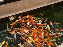 -龙悦湾酒家·八阵鱼生·渔人码头店