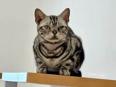 -有喵·猫咖·狗咖·40+猫狗有小奶狗(岗厦店)