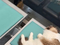 -四月宠物医院·猫专科·心脏专科·内科(转塘店)