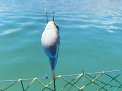 -西澳岛