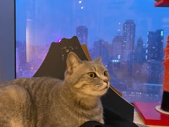 -Catmate·猫肥家润(金润铂宫店)