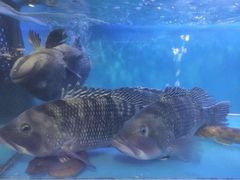 -臻悦海宴.家宴(奥体中心店)