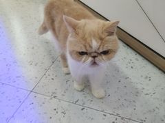 -喵园·猫主题咖啡厅·撸猫·猫咖(国贸店)