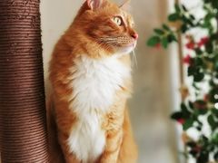 -藏猫猫咖啡主题馆(中央大道店)