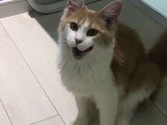 -喵的天空名猫咖啡馆·撸猫·猫舍·用品