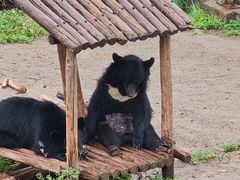 -青藏高原野生动物园