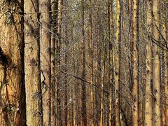 -桤木河湿地公园