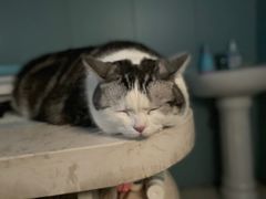 -关爱动物医院·心脏·中兽医·异宠(金牛路分院)