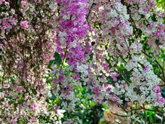 -深圳国际园林花卉博览园