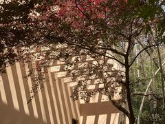 -云碧峰国家森林公园