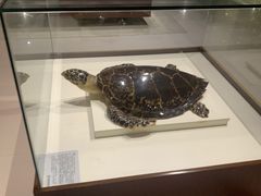 -青岛贝壳博物馆