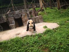 -都江堰中华大熊猫苑