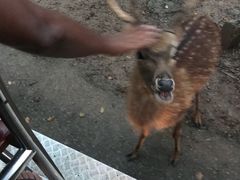 -清迈夜间动物园