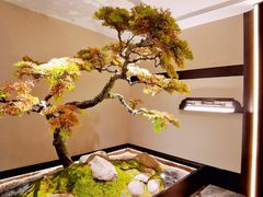 -湘上湘(米其林餐厅-正大中心总店)