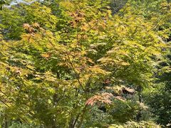 -少华山国家森林公园