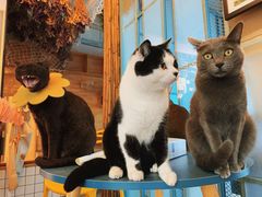 -喵屿·大理花园猫咖