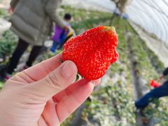 -胜丰草莓采摘园