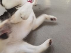 -Husky Go! 哈士奇体验馆·宠物咖啡厅狗咖