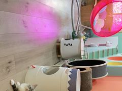 -Bastet sally猫舍购宠(静安店)