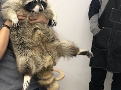 -浣熊柯尔鸭土拨鼠·电玩咖