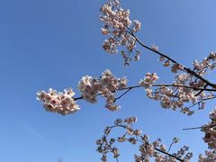 -顾村公园