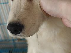 -翊宠yipet猫狗购宠庄园