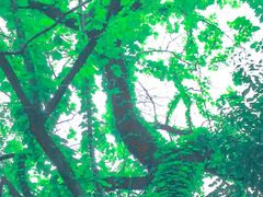 -四川大学(华西校区)