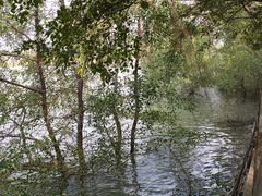 -大湾区中央湿地公园