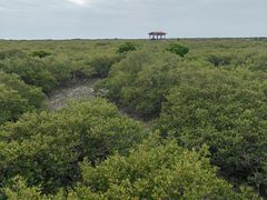 -北海金海湾红树林生态旅游区