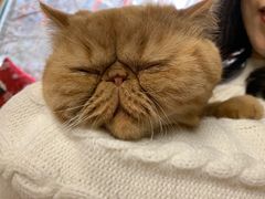 -猫和宫(六道口店)