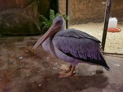 -zoonana室内动物园(东方福来德店)